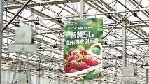 如何實現“草莓自由”？“雲果產業大腦”爲農業生產賦能