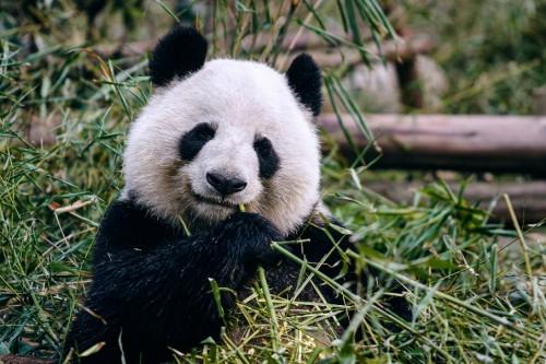 58同城呼籲關注2022國際熊貓日 堅持低碳發展守護生物多樣性