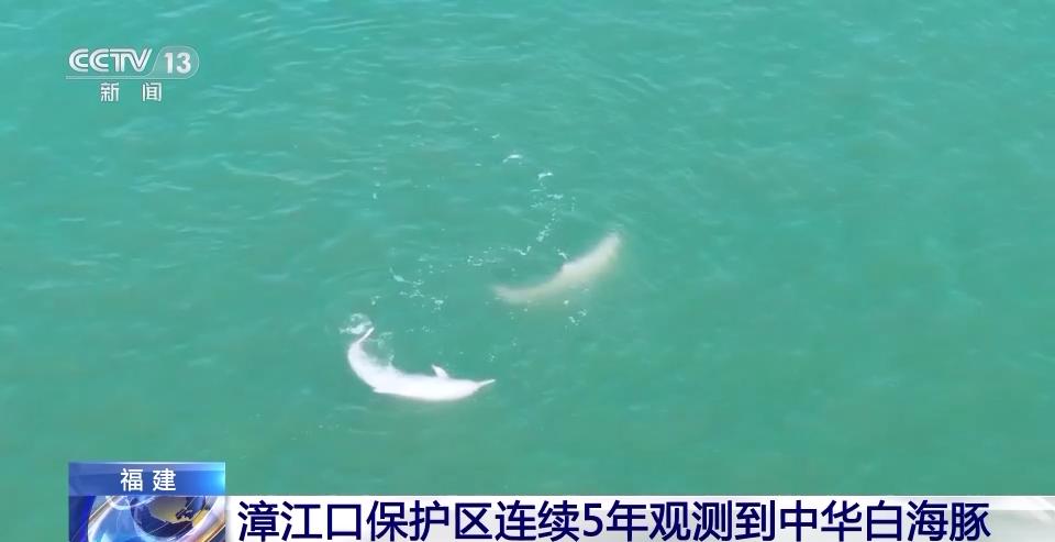 福建漳江口保護區連續5年觀測到中華白海豚 生物多樣性日益豐富