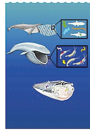 鯨魚每天攝入多達千萬件微塑料