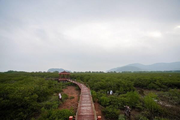 馬爹利廣東海陵島紅樹林保護項目第二階段正式啓動
