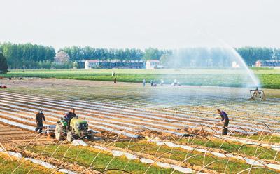 二寸辣椒，拉長產業鏈條