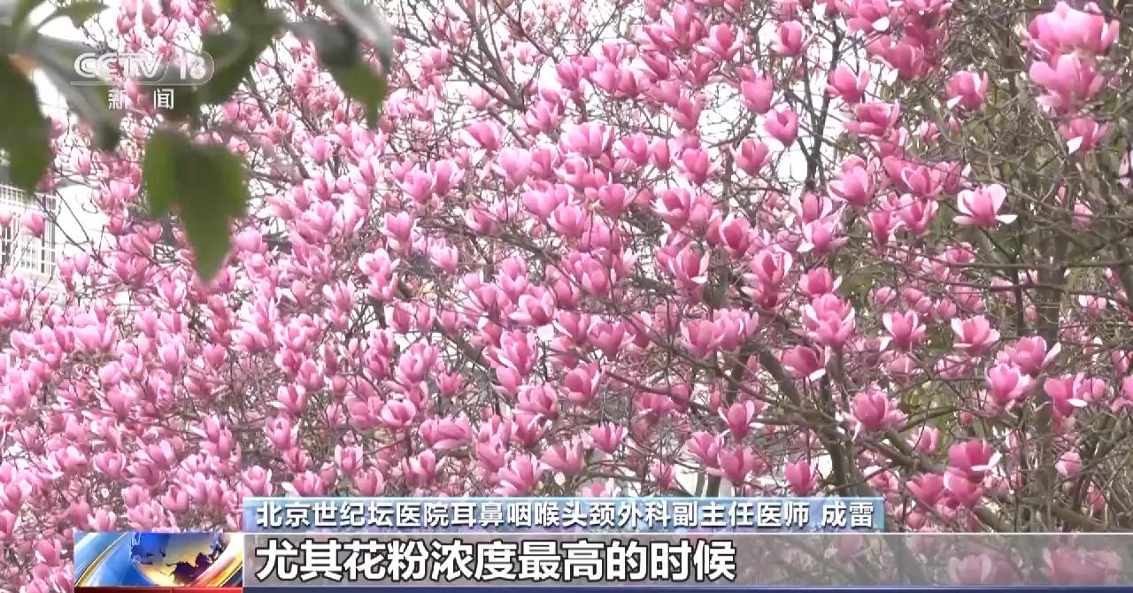 花粉柳絮來襲 過敏性鼻炎患者需注意綜合防護