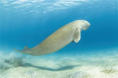動物的長壽謎題有答案了！哺乳動物更長壽或與羣居習性有關