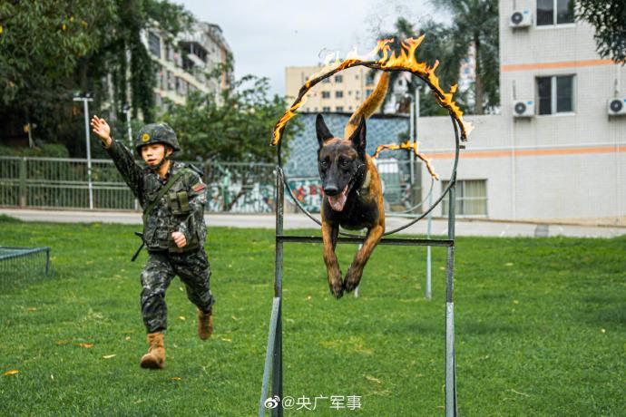 威猛帥氣！軍犬和引導員配合有多默契