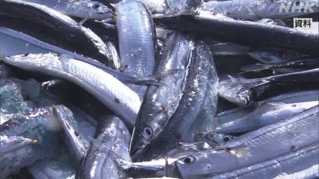 日本陷“秋刀魚荒” 原因之一竟是全球變暖？