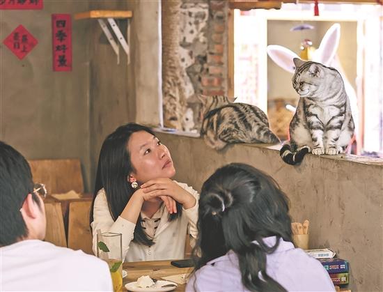 貓咖創業者和她的37只貓