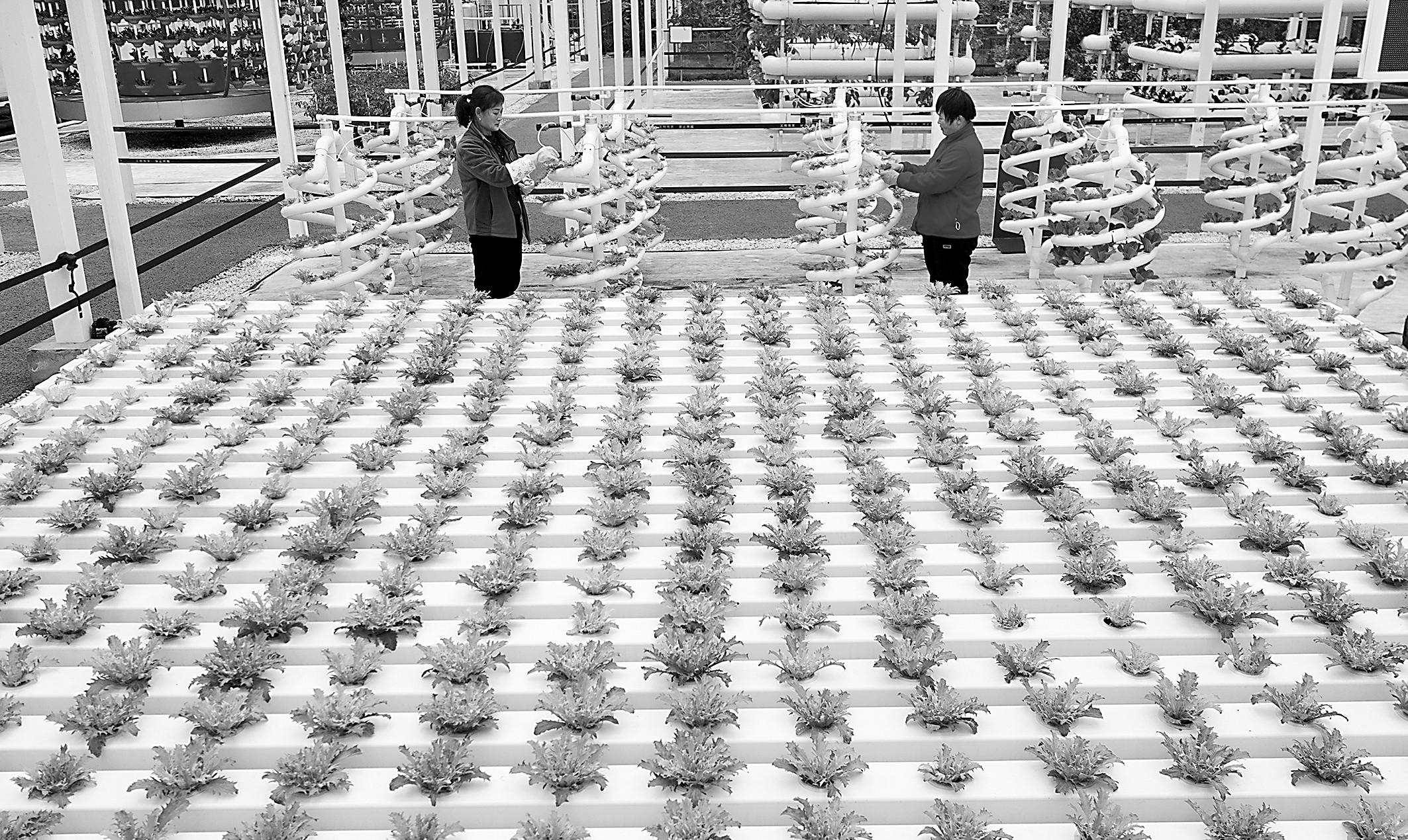 “大食物觀”將會爲餐桌帶來哪些變化