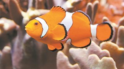 小丑魚會通過數條紋區分敵友