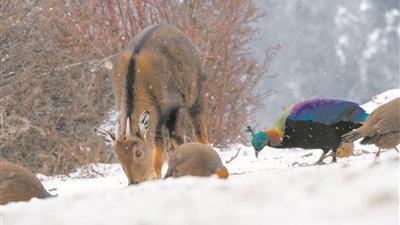 西藏兩種珍稀動物同框出鏡