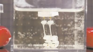 肌肉組織驅動的兩足機器人問世