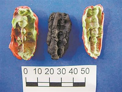 一萬年前的“口香糖”講述了太多故事