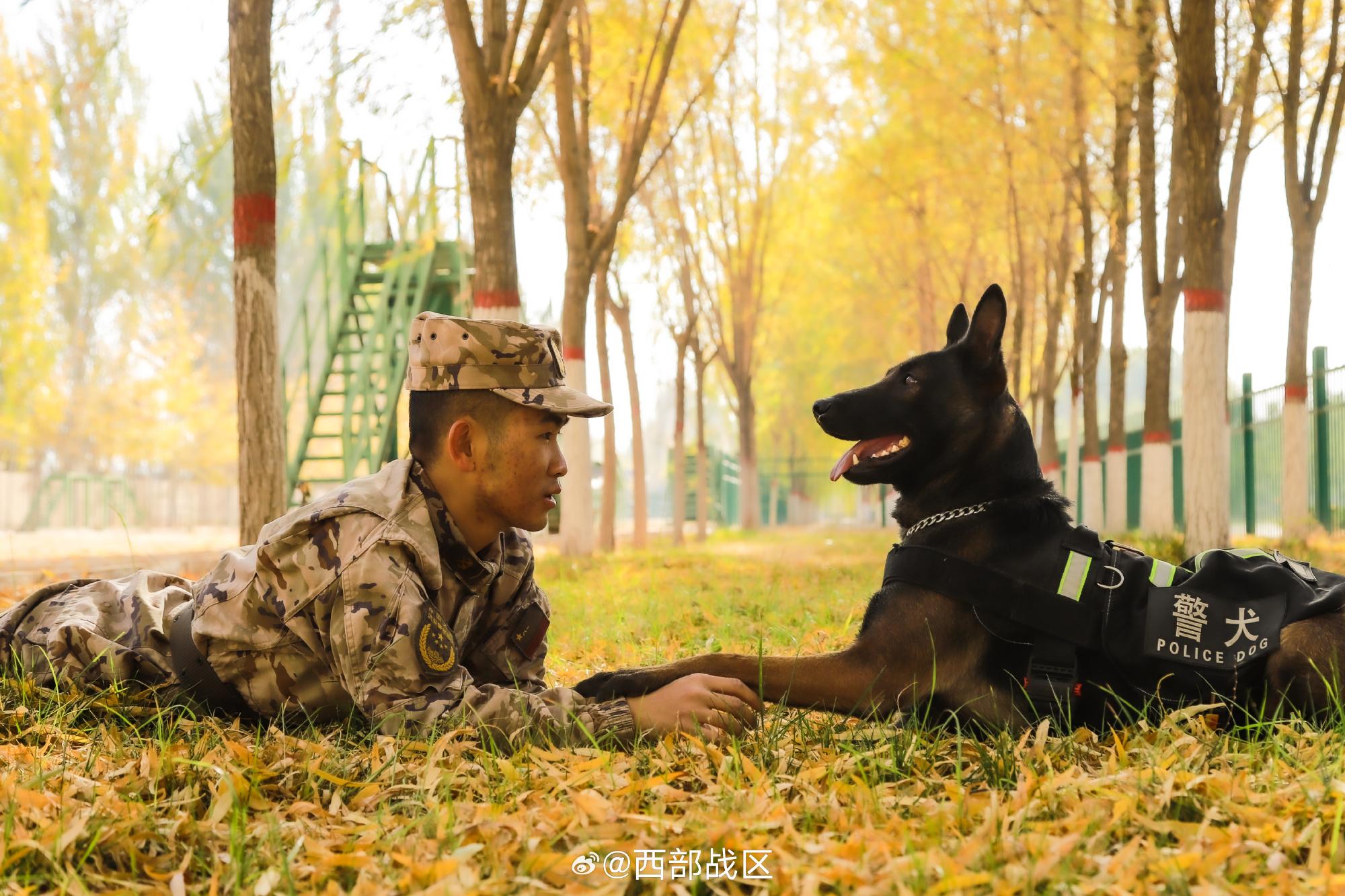 武警寧夏總隊某救援分隊開展人犬協同訓練