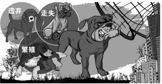 遺棄寵物風險隱患多 城市裏大量流浪犬該如何處理