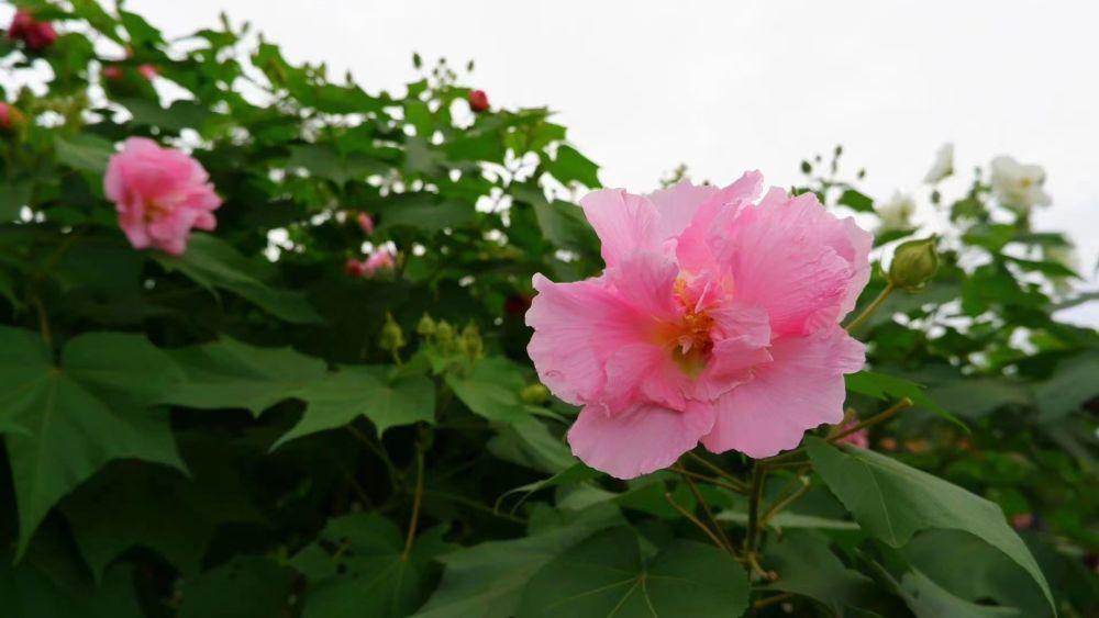 成都大運會丨芙蓉城裏盡青春