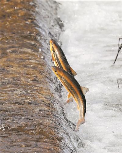 魚羣跳躍是地震前兆、暴雨後自來水不能喝……這些網上流傳的說法靠譜嗎？