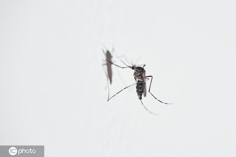 牙買加暴發登革熱疫情 疑似及確診病例已達數百例