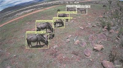 人工智能助力拯救瀕危物種