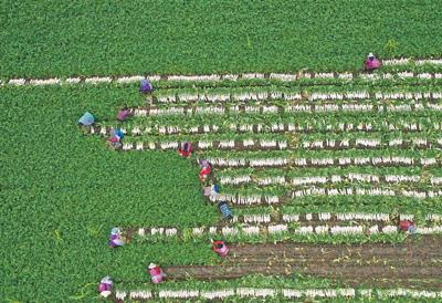 冬收蘿蔔助增收