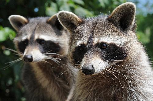 告急！5萬浣熊“入侵”比利時