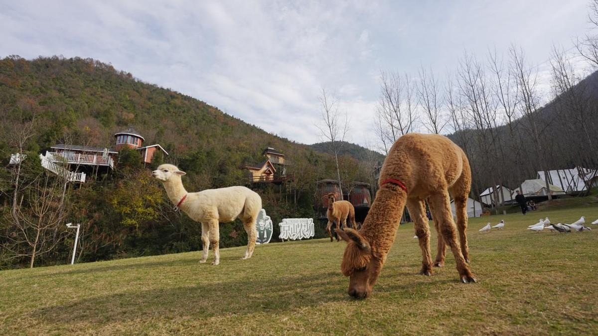泰康打造“京山樣板”，助力鄉村振興邁向新篇章