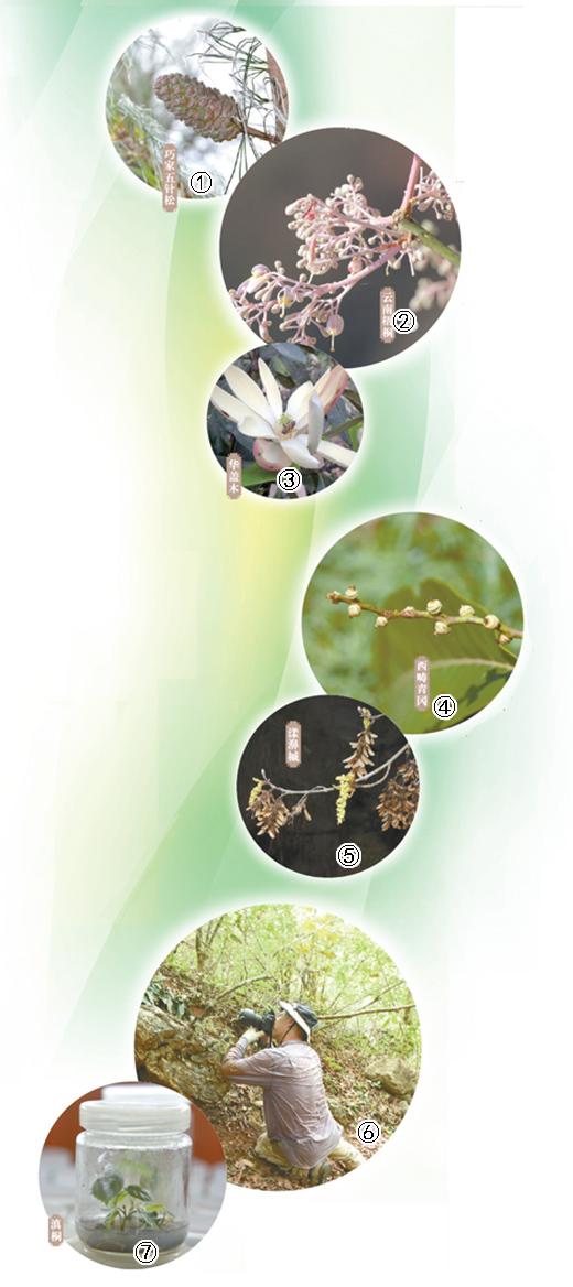 護珍稀草木 守人間芳菲