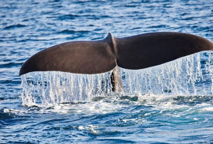 西班牙海灘驚現一抹香鯨屍體！專家：恐因龍涎香太大致其腸道梗阻而死