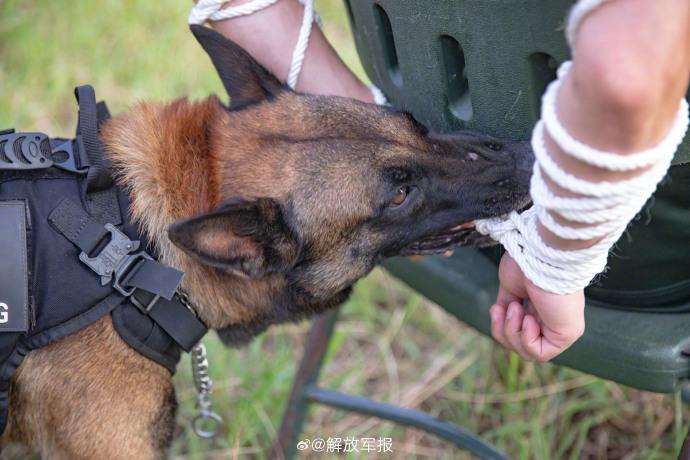 機智勇猛！一起看警犬是如何突破重重考驗的