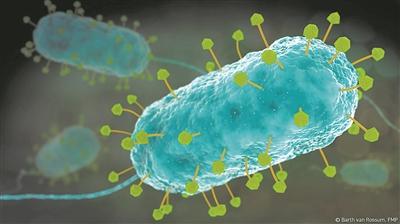 打造對付超級細菌的武器庫