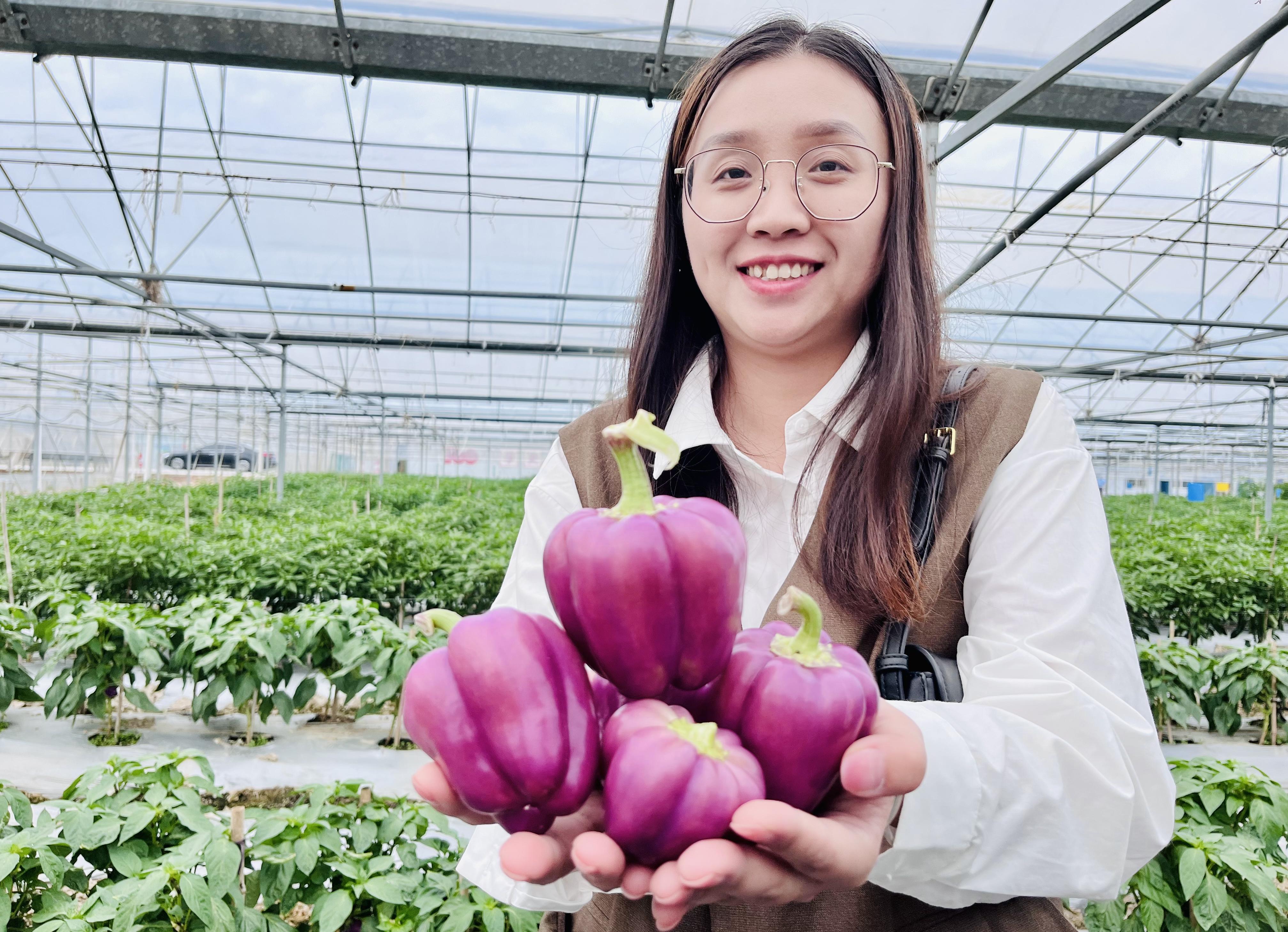 農科開放日的新品種爲什麼這樣“紫”？