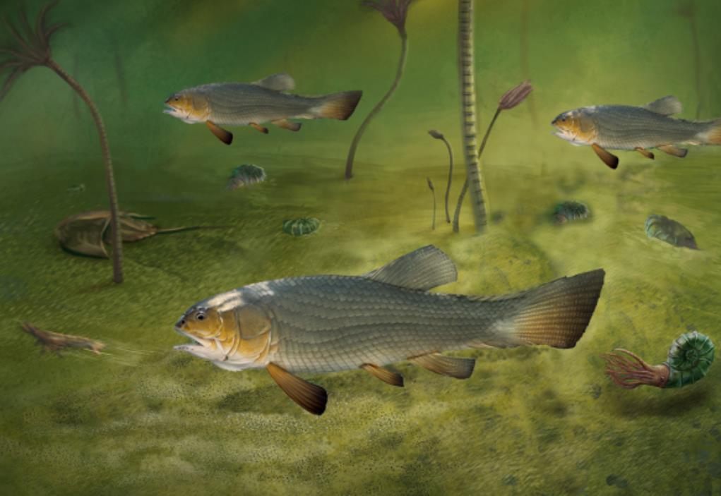 科研人員在雲南發現最原始的鉸齒魚類