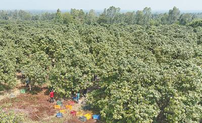 “爲柬埔寨農業現代化發展注入更多動力”（共建“一帶一路”·第一現場）