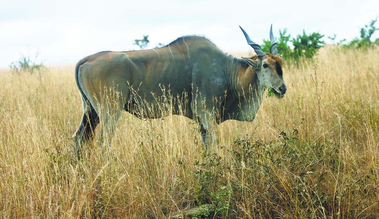 在非洲感受越擴越大的“朋友圈”
