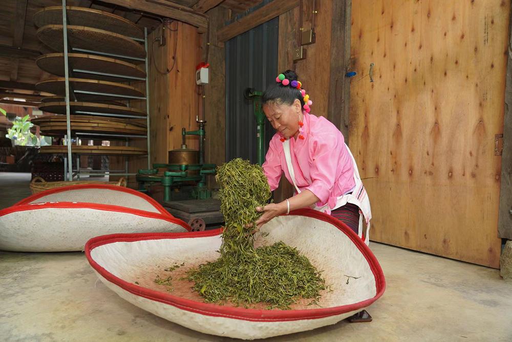 千年茶林 世代守護——寫在“普洱景邁山古茶林文化景觀”申遺成功之際