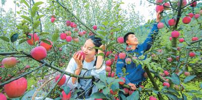 鄉村振興路上的“新農人”（新氣象 新作爲）
