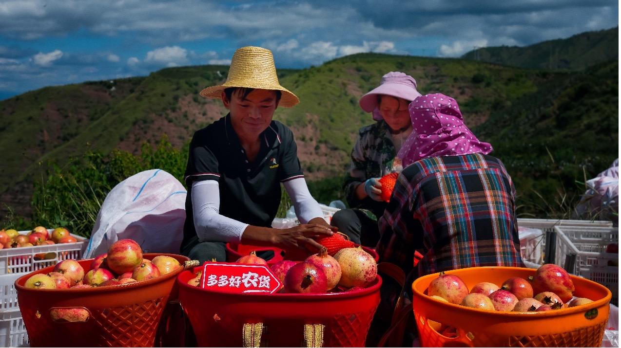 拼多多Q3營收688.4億  趙佳臻：始終與廣大消費者保持共情