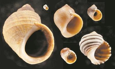 解開海洋蝸牛繁殖進化的基因之謎