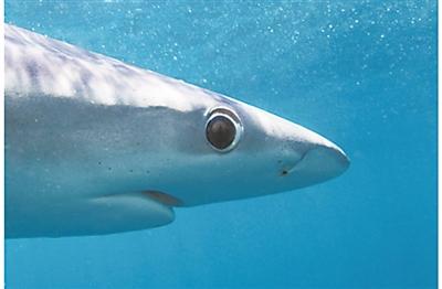 動物超越人類的五種感知能力