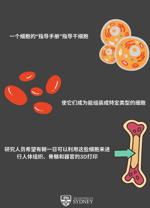 爲幹細胞分化創造“指導手冊” ！悉尼大學推動人體組織3D打印更進一步