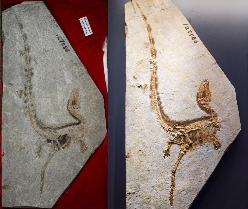 遠古發現丨這種“明星龍”揭開從龍到鳥的祕密