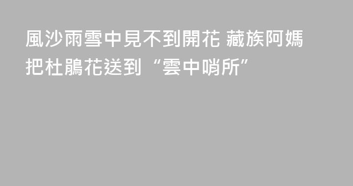 風沙雨雪中見不到開花 藏族阿媽把杜鵑花送到“雲中哨所”