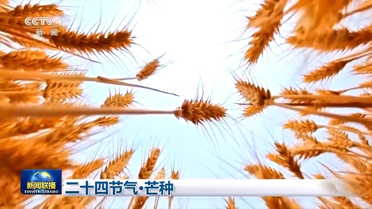 文化中國行丨二十四節氣·芒種 “芒”有所獲 “種”有所得