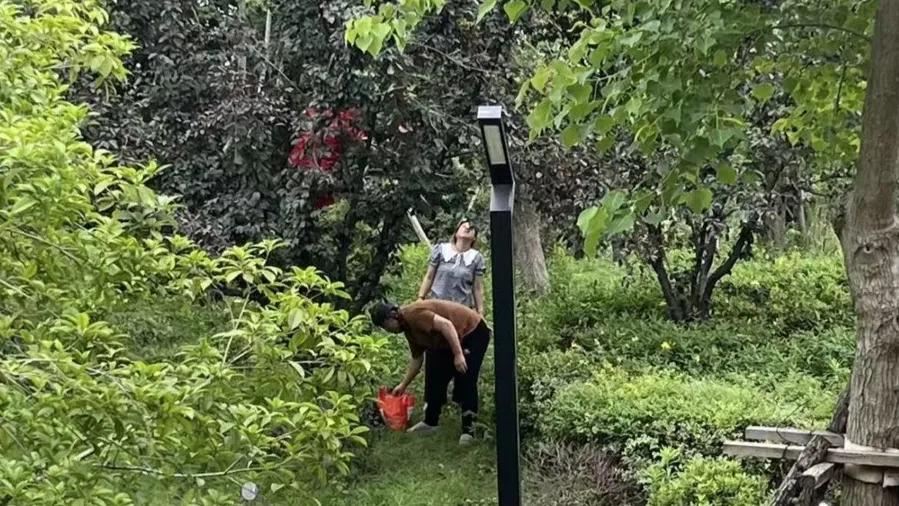 別摘！別喫！上海街頭大量出現“紅果果”，很多人忍不住了……