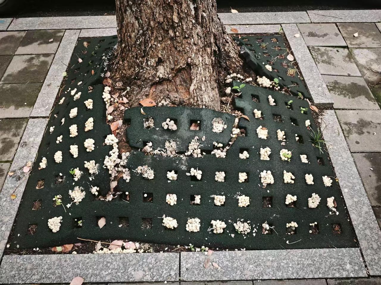 杭州“潮”成這樣了？綠化帶蘑菇瘋長，“蘑界殺手”要當心