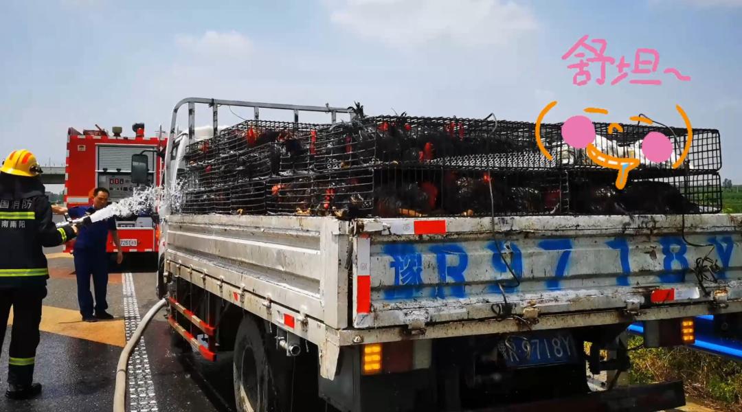 南陽一貨車高速爆胎！38℃高溫下，一車活雞險變“烤雞”