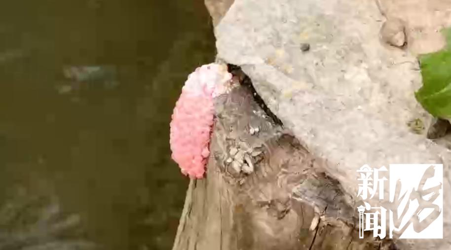 頭皮發麻！上海河道現“粉色入侵者”，一隻藏6000條寄生蟲