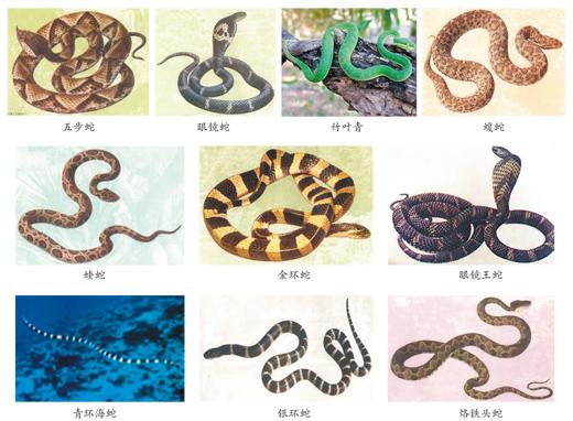 蛇咬、蟲蜇……醫生告訴你如何應對常見動物傷害？