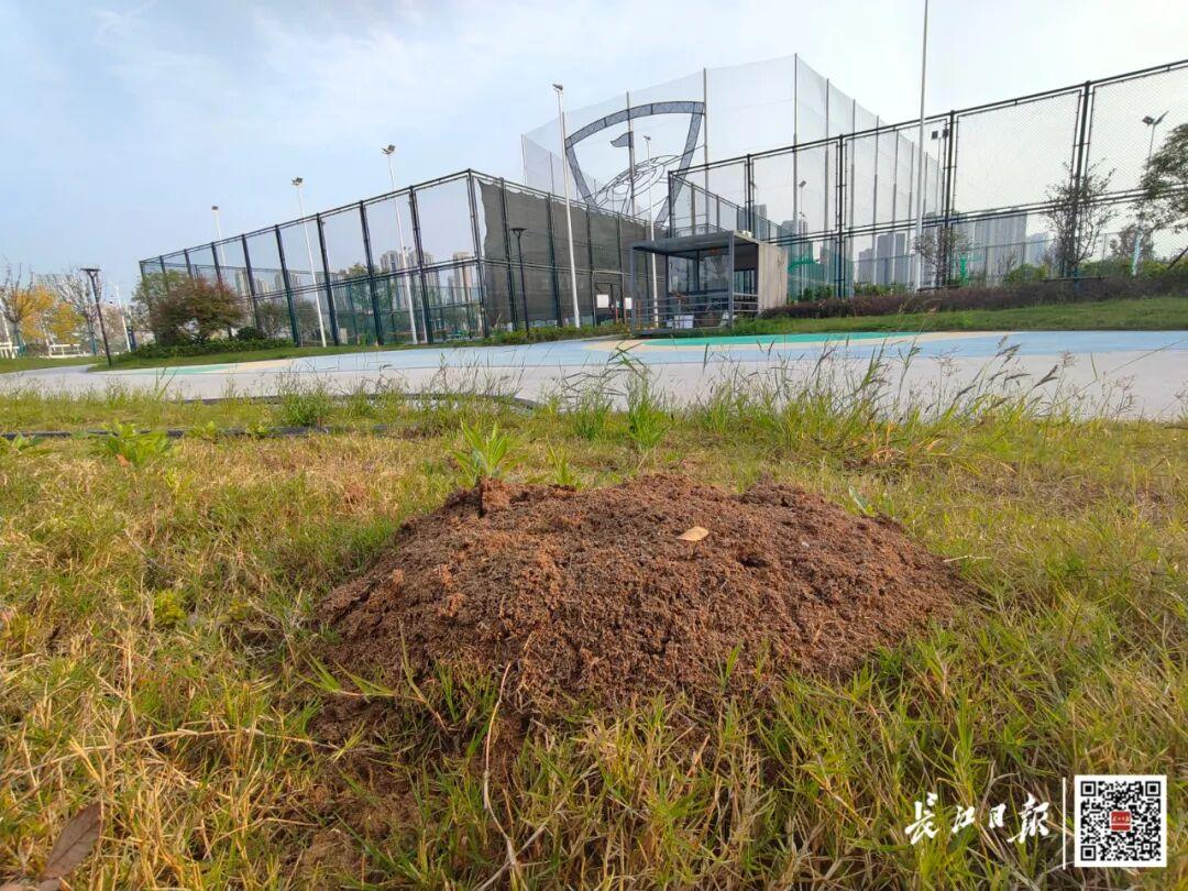 武漢一公園出現紅火蟻巢穴，發現立即上報