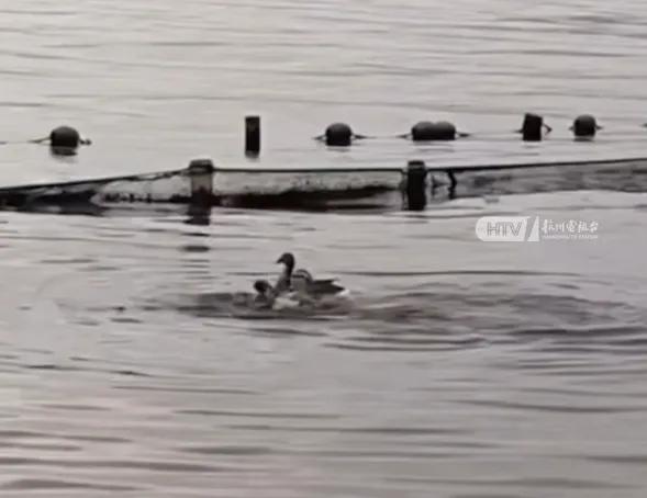 人找到了！羅某榮（男，34歲），彈弓打死西湖鴛鴦，詳情通報