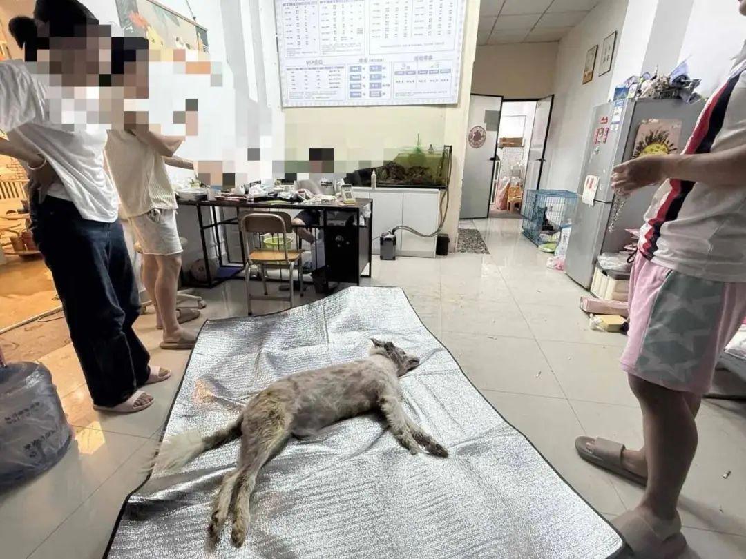 狗狗被寵物店放在烘乾箱一小時活活烤死？涉事門店已歇業，主人：對方曾謊稱是中暑